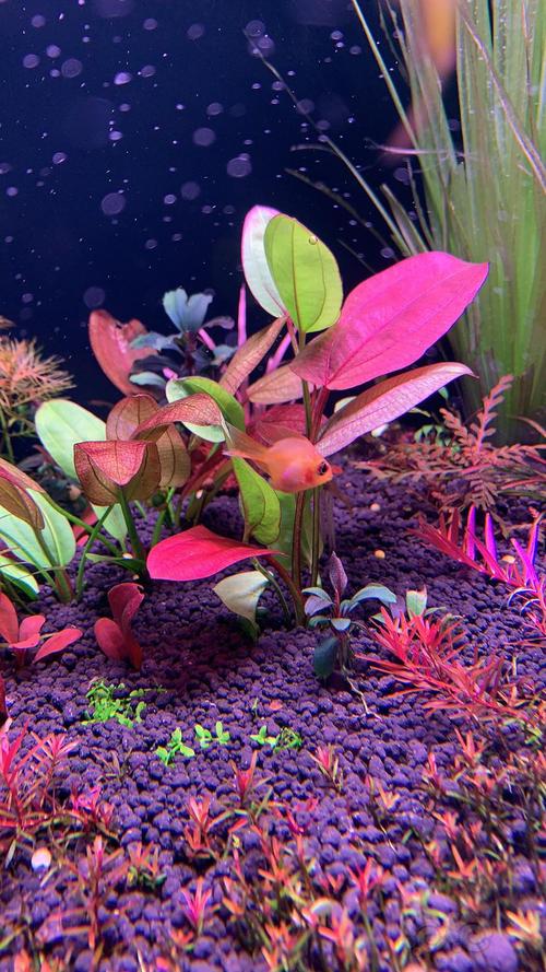 ada aquarium soil,Ada Aquarium Soil: A Comprehensive Guide