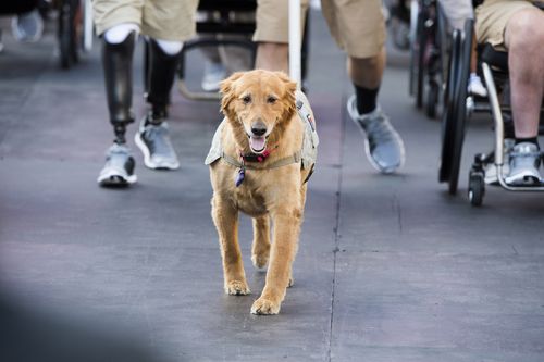 ada registration for service dogs,Understanding ADA Registration for Service Dogs