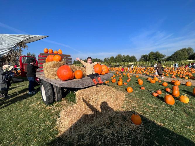 pumpkin patch ada,Pumpkin Patch Ada: A Comprehensive Guide